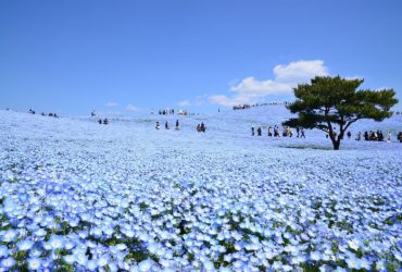 Không gian xanh biếc của hoa Nemophila