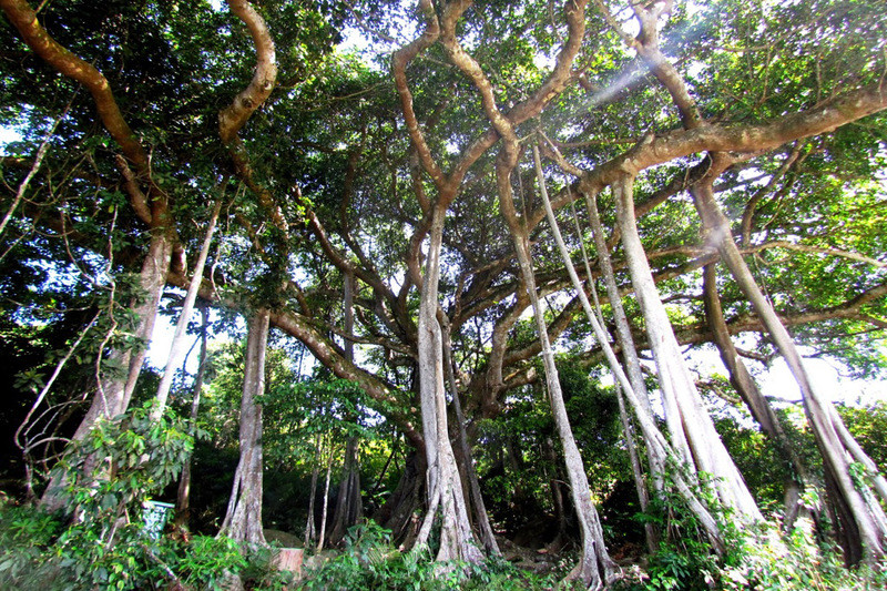 Cây đa hơn nghìn tuổi trên núi Sơn Trà Đà Nẵng