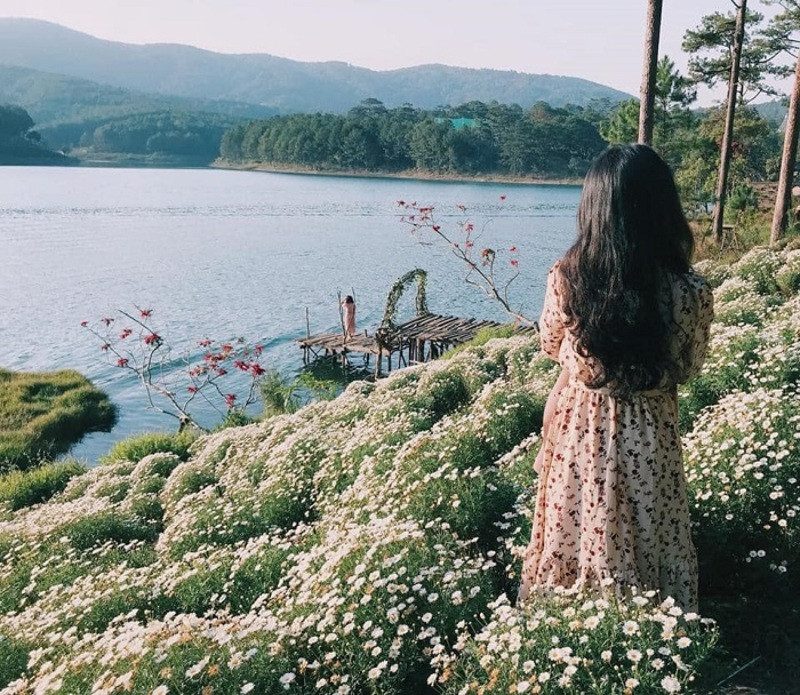 Phim trường Happy Hill với vườn hoa cúc họa mi tuyệt đẹp bên hồ Tuyền Lâm 